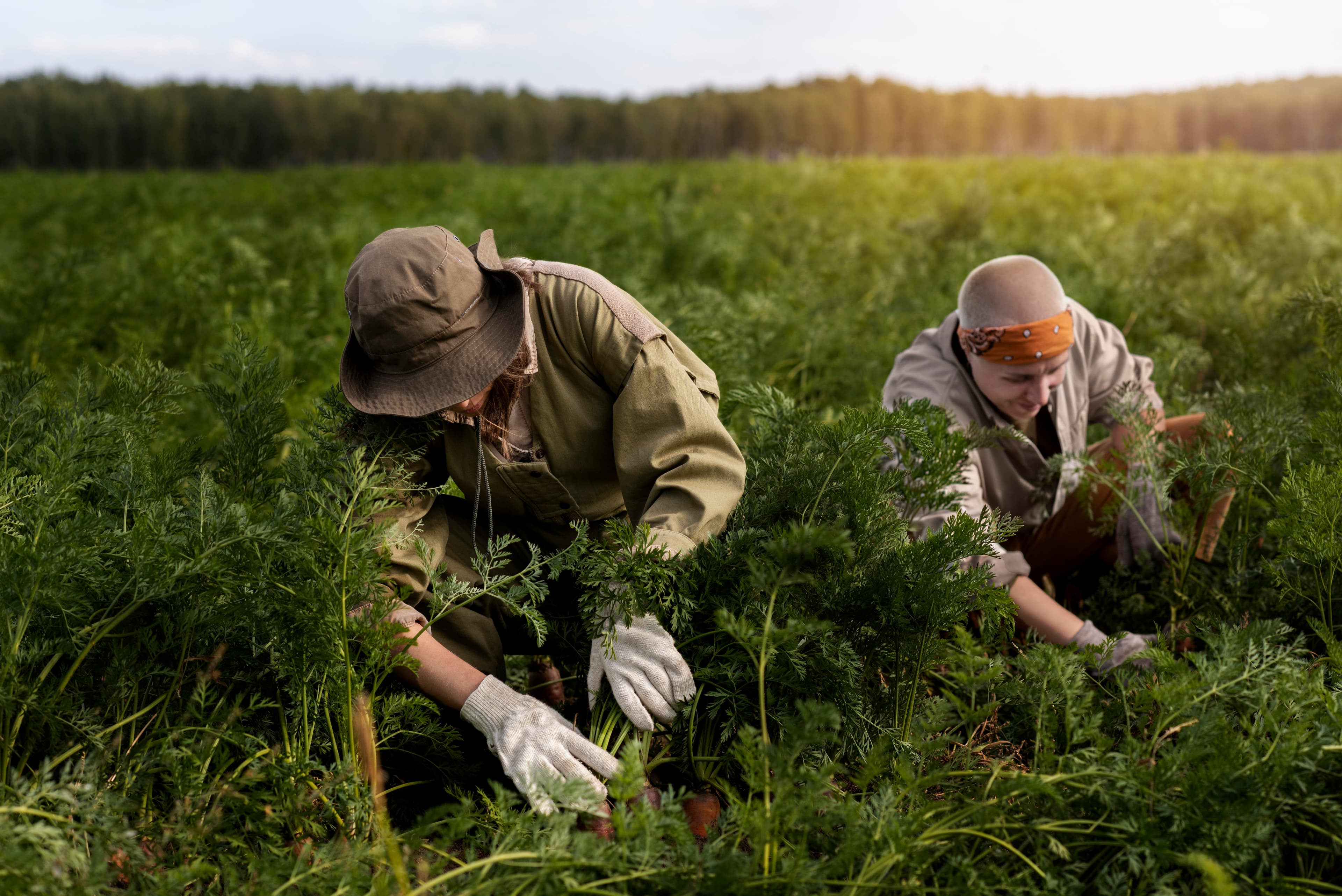 Drought-resistant seedlings for the dry season.