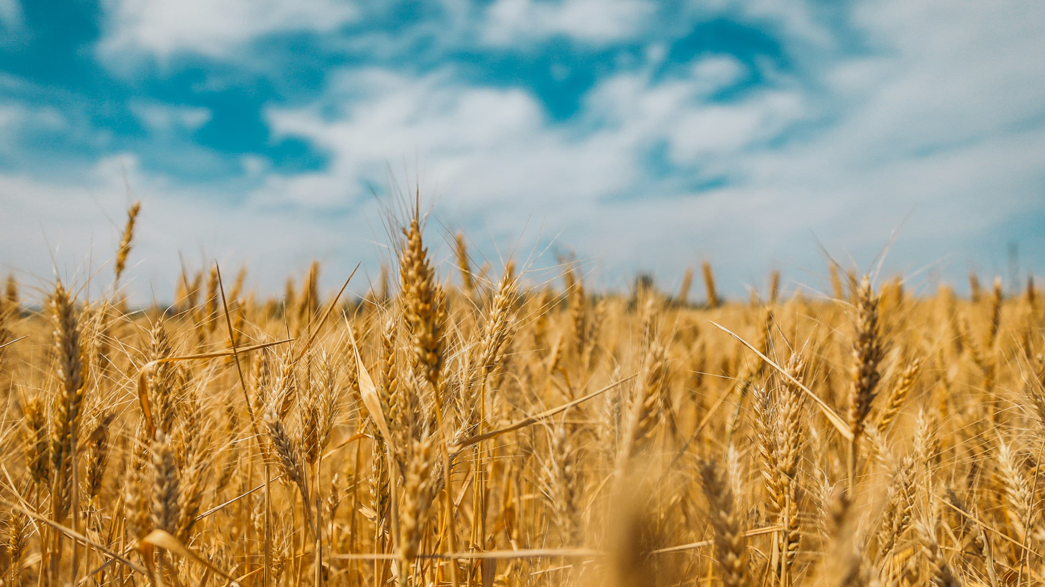 Agricultural landscape